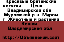 Красивые британские котятки!!! › Цена ­ 1 000 - Владимирская обл., Муромский р-н, Муром г. Животные и растения » Кошки   . Владимирская обл.